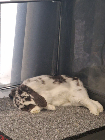 6 year Neauted male mini lop for sale
