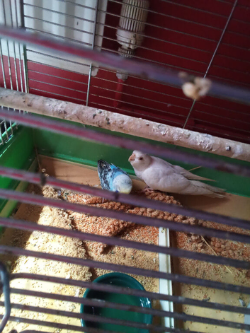 Young Cockatiels for sale