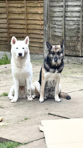 3/4 Siberian Husky 1/4 German shep.