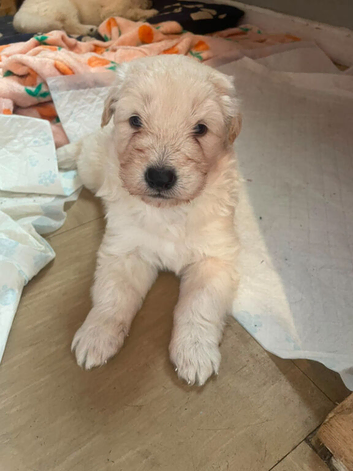 2 white German shepherd pups