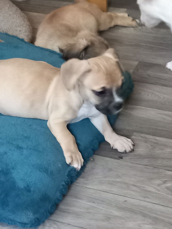 1 puppy French Cava Tzu