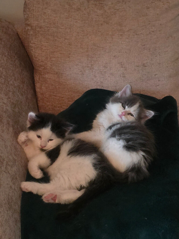 Two perfect kittens