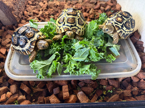 Leopard Tortoises-Hatchlings