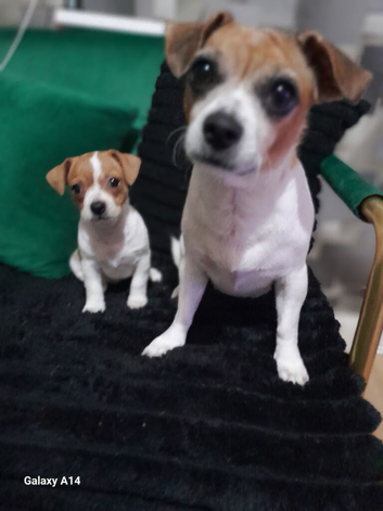 Mixed chihuava and bichone