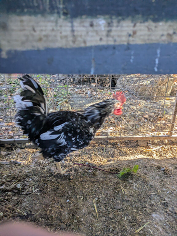 Exchecker cock FREE