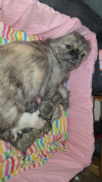 Pug/shitzu puppies