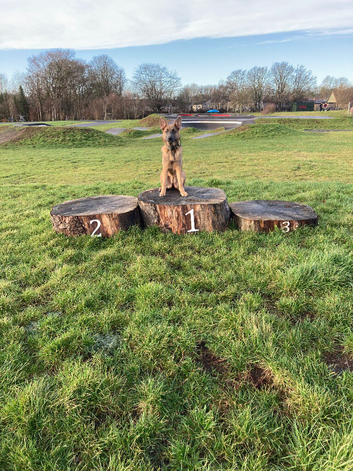 Highly trained 10month old female German Shepherd