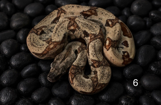 2026 baby boas - hypo motley, hypo, motley 66% het paradise/silverbullet
