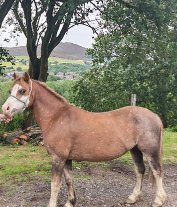Welsh Section A  broodmare possibly in foal