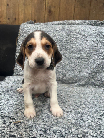 Beautiful Beagle Puppies