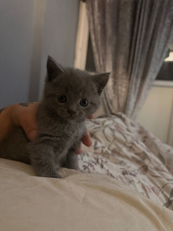 Kittens