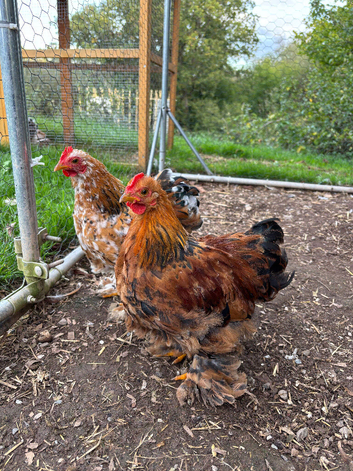 Pekin cockerels