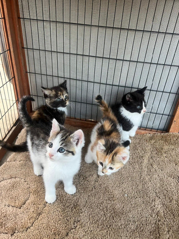 Beautiful Kittens