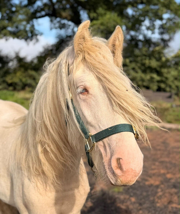 Cremello cob