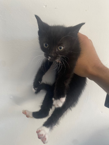 3 kittens READY TO GO NOW!! :)