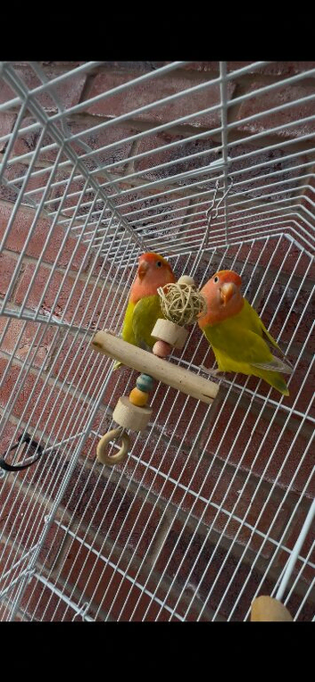 2 Lovebirds with Large Cage & Accessories