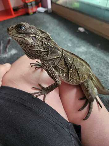 Webers sailfin lizard