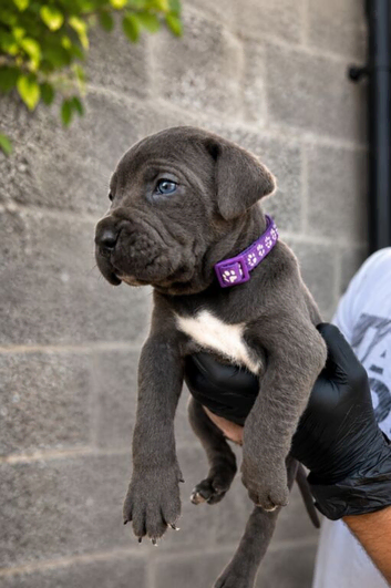 Pure cane Corsos need their forever home