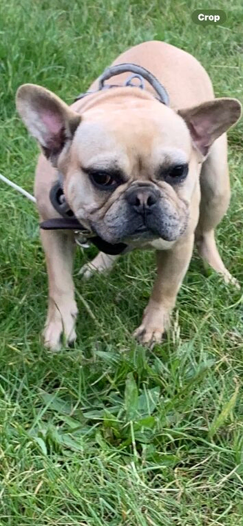 13 month old French bulldog boy available