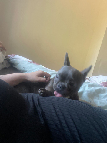 French bull dog