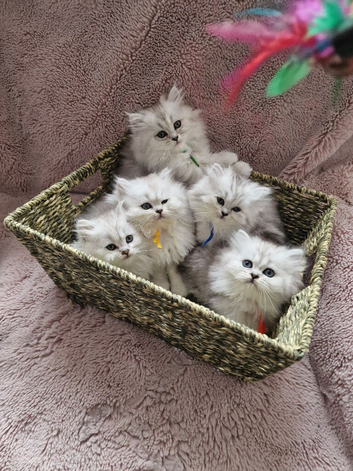 Pure British Longhaired white-silver kittens