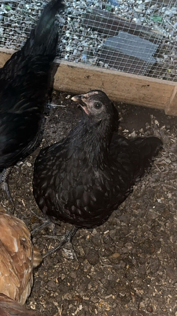 9 week old chicks