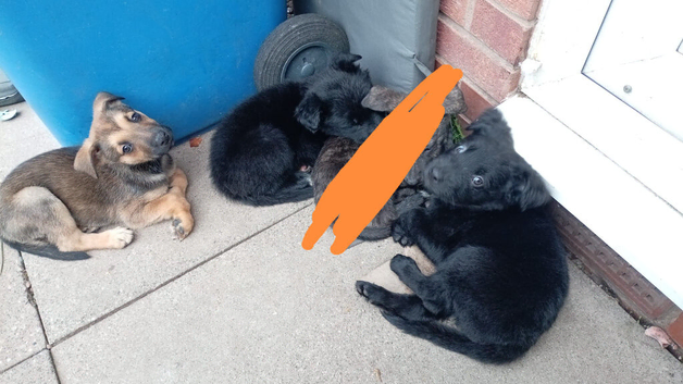 German Shepherd cross Belgian mali