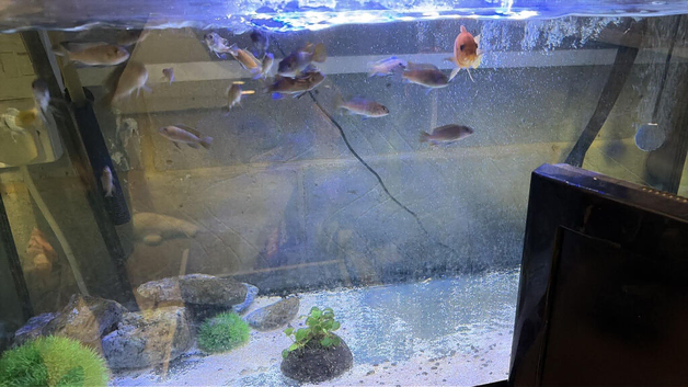 Red Zebra Cichlids