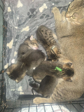 Bengal x tabby kittens