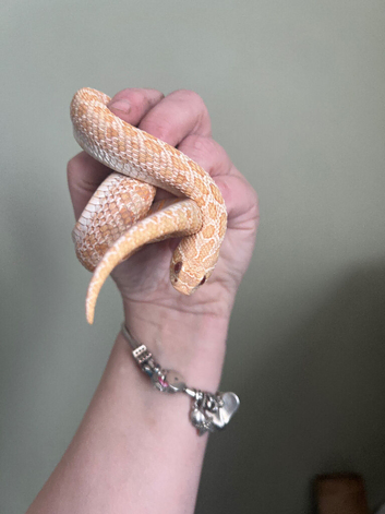 Albino believed female captive bread 2025