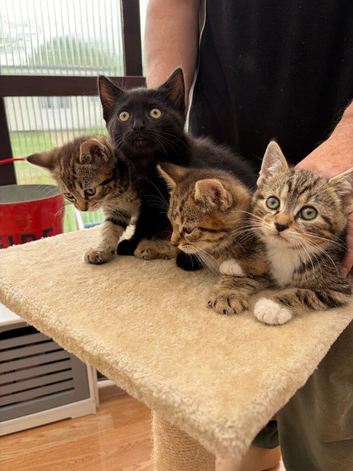 Beautiful Kittens