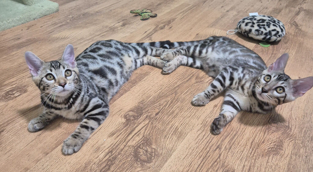 Only 2 Bengal Kittens Left &ndash; Don&rsquo;t Miss Out!&rdquo;