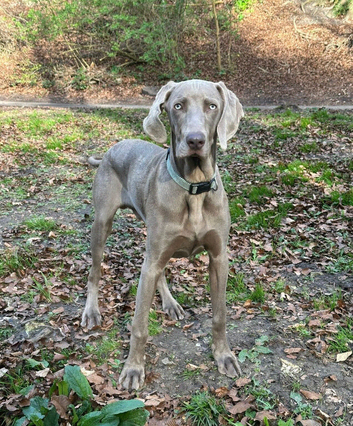 Weimaraner