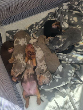 Beautiful mini dachshund puppies