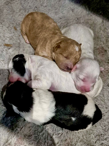 Shihpoo puppies