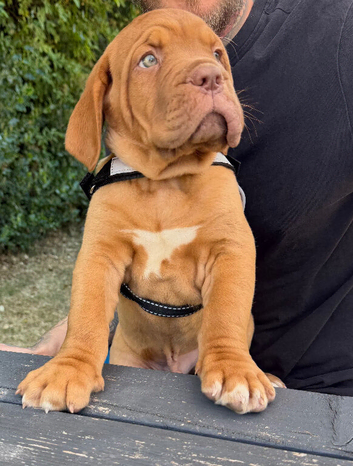 KC Registered Dogue de Bordeaux pups with champions