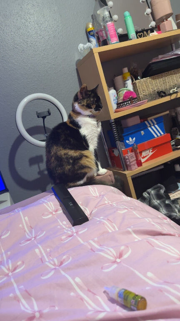 7 year old female