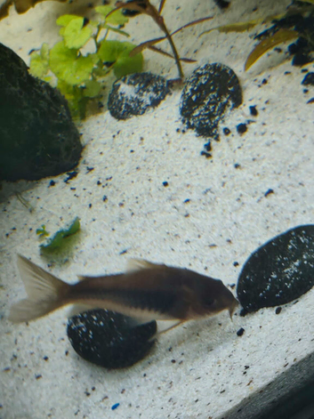 Corydoras