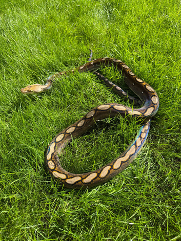 Bacan motley reticulated python