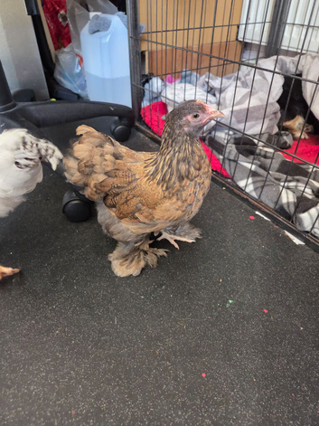Free lone Hen