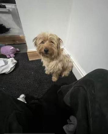 Simba