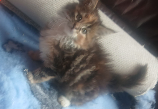 Maine coon x extra fluffy (only 1 left!)