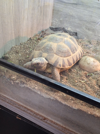 Hermanns tortoise