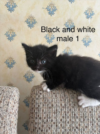 Two adorable brothers looking for their forever homes