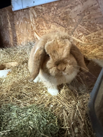 Mini lop pure bred doe
