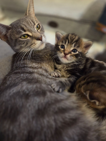 Kitten tabby (boy)