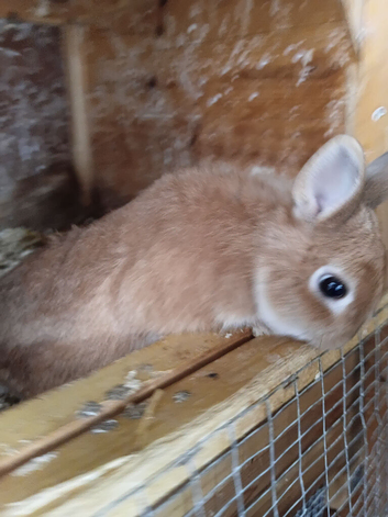 Netherland dwarf rabbits