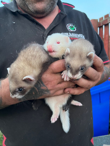 4 hob ferrets