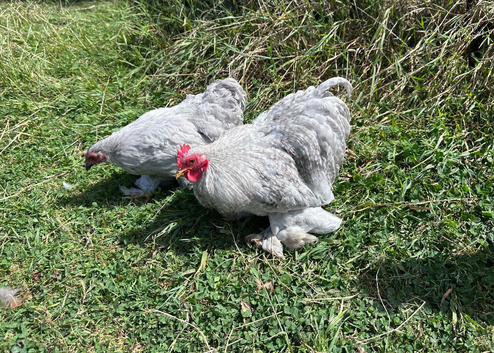 Pair of pekins