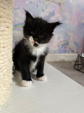 READY NOW Beautiful Ragcoon Kittens for Sale